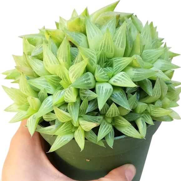 WINDOW HAWORTHIA plant fully rooted garden succulent - Picture 5 of 11